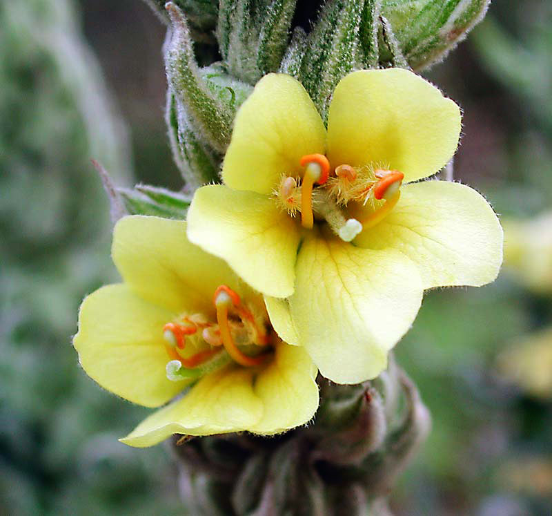  Image name: tasso barbasso3.jpg 
 width: 800 pixel 
 height: 747 pixel 
 Size: 83780 bytes 
 Click to enlarge 